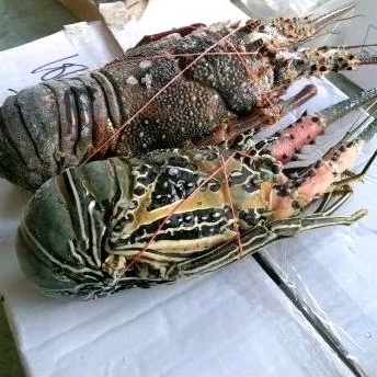 

Lobster Laut Frozen (Size 500Gram)