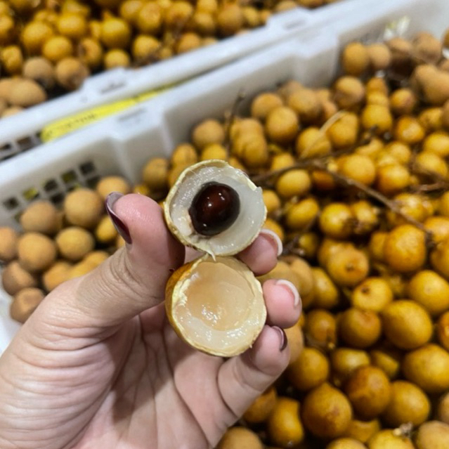 

KLENGKENG GOLD 500GR MANIS DAGING TEBAL DI JAMIN