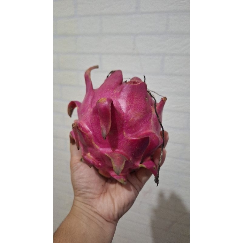 

BUAH NAGA