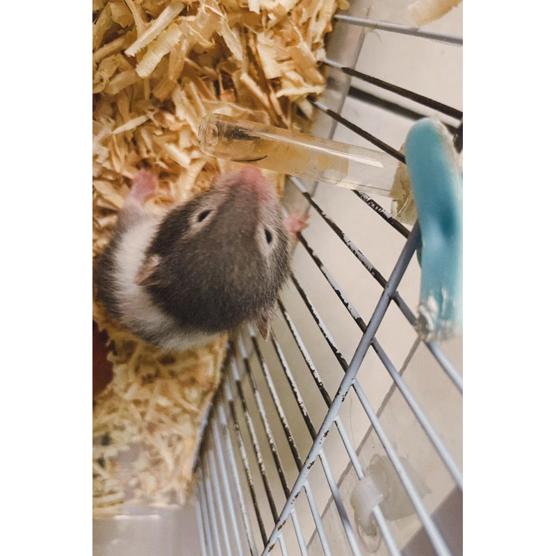 hamster syrian panda betina