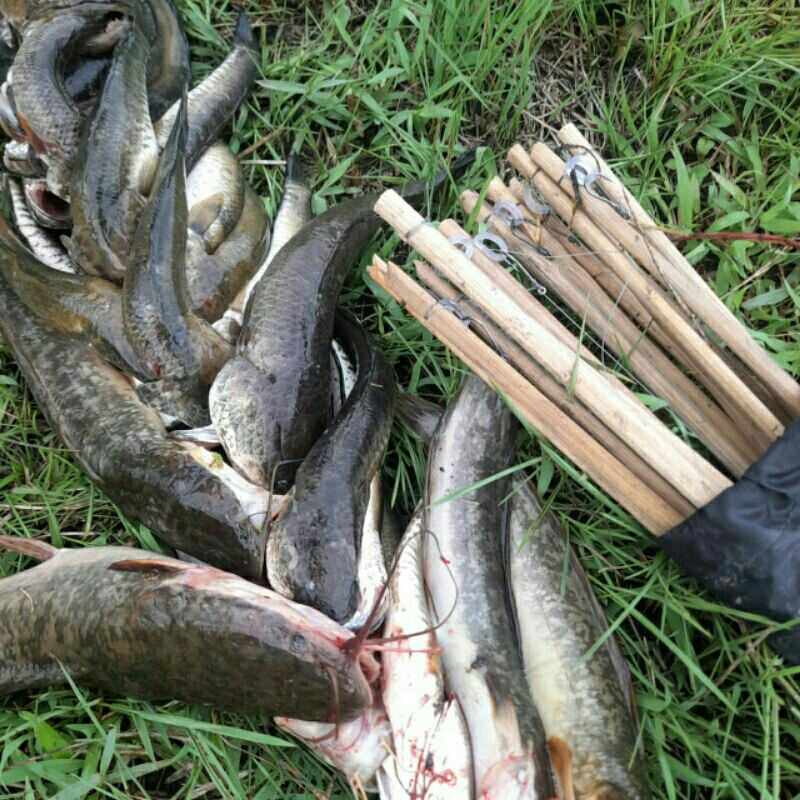 Tajur ikan toman/ tajur ikan lele lembat/ tajur ikan gabus/ panjeran ikan cocok di pasang musim padi