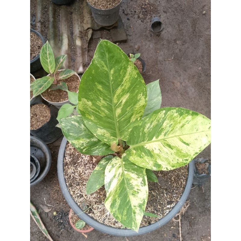 antorium hookery varigata