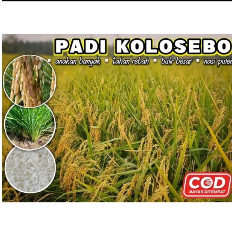 padi kolosebo kemasan 5 kg