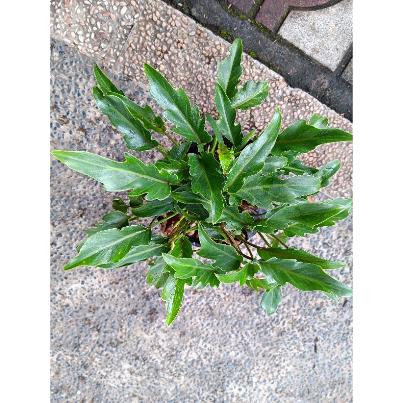 Tanaman Hias Philodendron Xanadu | Philodendron Xanadu | Xanadu