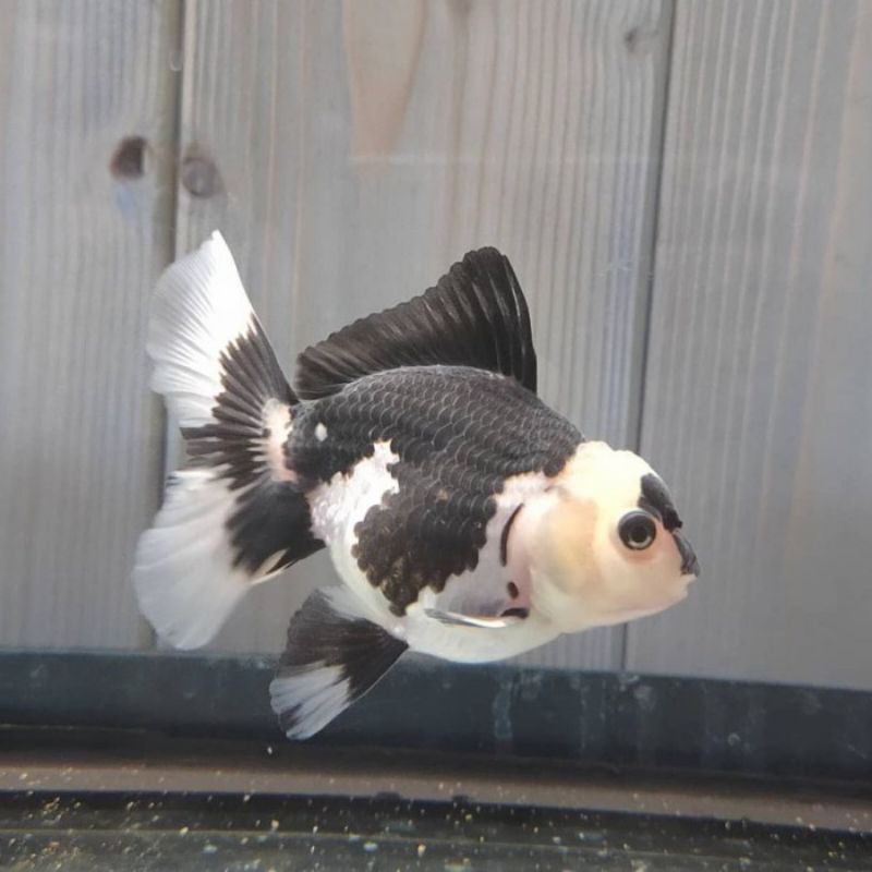 IKAN MAS KOKI PANDA / GOLDFISH -+ 8 cm