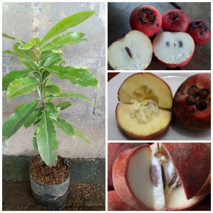 BIBIT TANAMAN BERKUALITAS BIBIT BUAH BISBUL//BIBIT BUAH MENTEGA