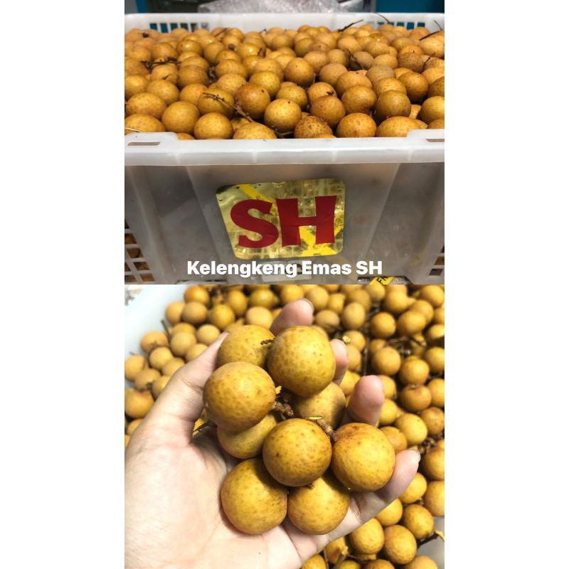 

Kelengkeng emas SH /kg