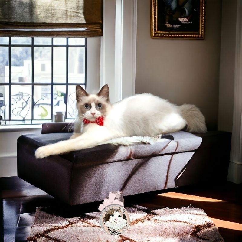 Ragdoll kitten