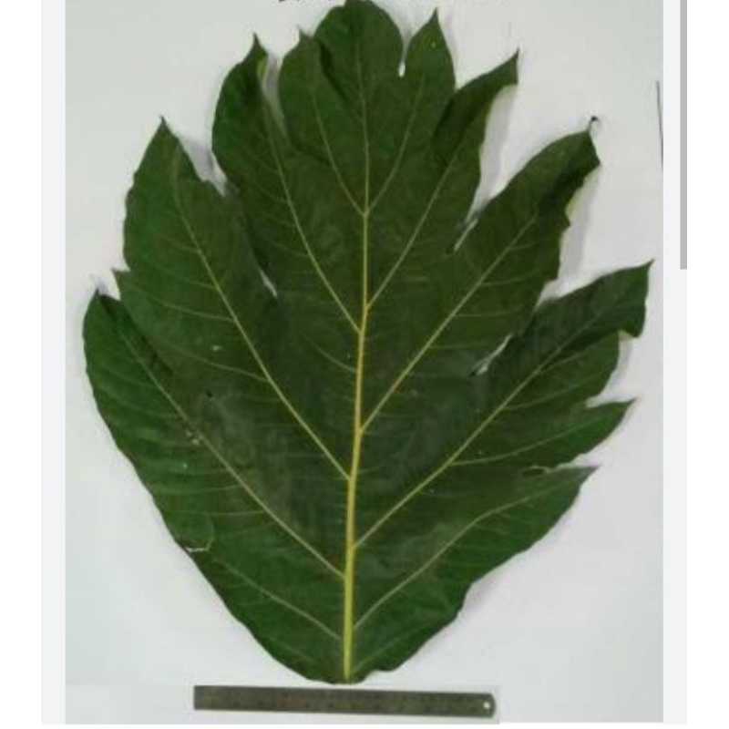 

daun kluwih segar di jual per 10 lembar Rp.10.000
