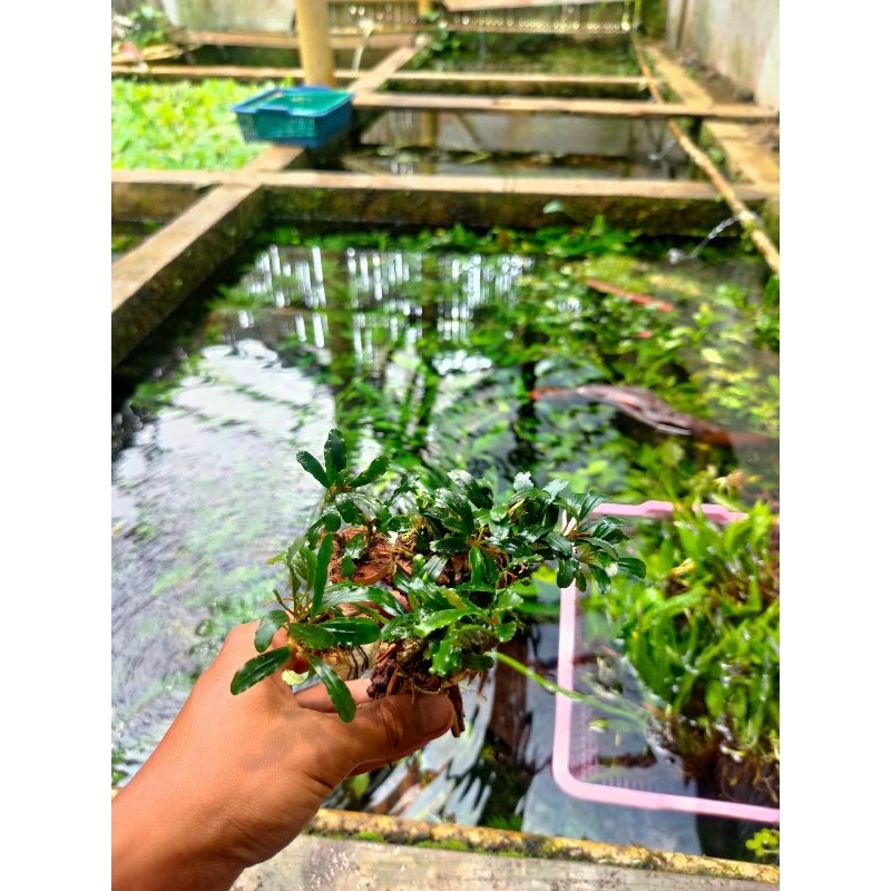 bonsai mini Buce aquascape