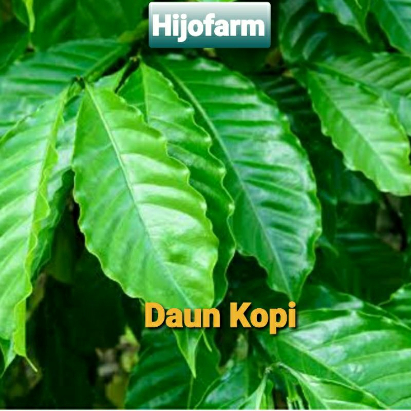 

Daun Kopi Segar 100 Gr