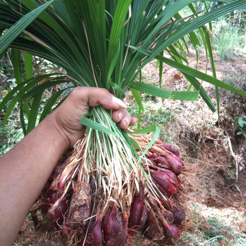 

BAWANG DAYAK SEGAR / 1 KG / BAWANG DAYAK ASLI / BAWANG TIWAI / BAWANG MEKAH / OBAT DARAH TINGGI / OBAT KOLESTROL / BAWANG DAYAK ORIEGINAL . BAWANG DAYAK PREMIUM