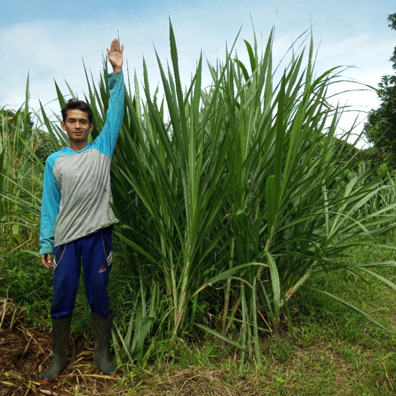 BIBIT ODOT SUPER ASLI 1 KG BIBIT ODOT JUMBO