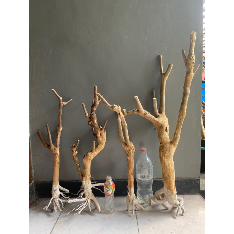 Paket Hemat Dapat 4 Bonggolan ID Ungu Mikro Dan Orange Bougenville Bonggol Bogel Bogelan Bugenvile B