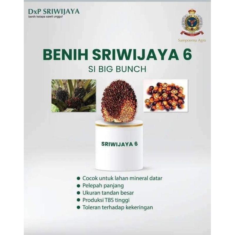 Bibit Benih Kecambah Sawit DXP SRIWIJAYA 6 (250 butir)