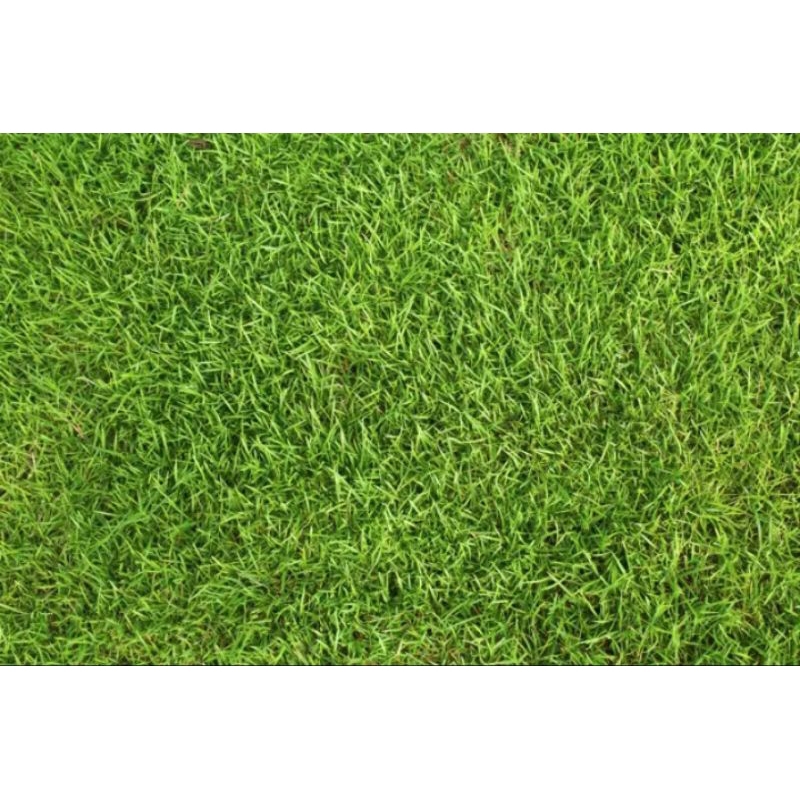 tanaman hias rumput jepang.20×20,rumput jepang