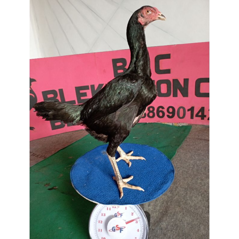 Ayam pakhoy full brakot pukul bom (jual telur fertil) untuk ditetaskan ayam petarung. ayam laga. aya