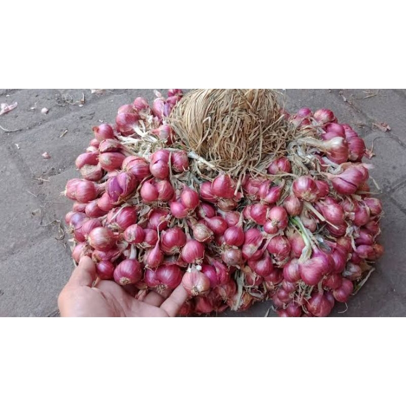 

bawang merah Probolinggo ukuran sedang besar berat 1 kg