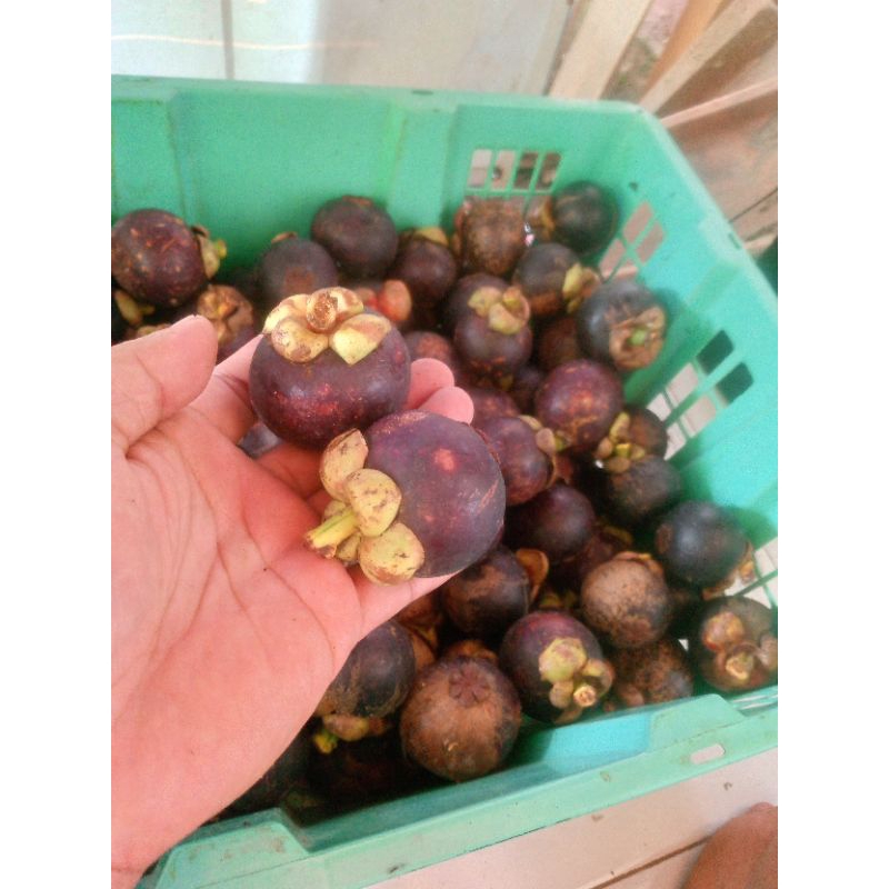 manggis wanayasa cherry/kecil