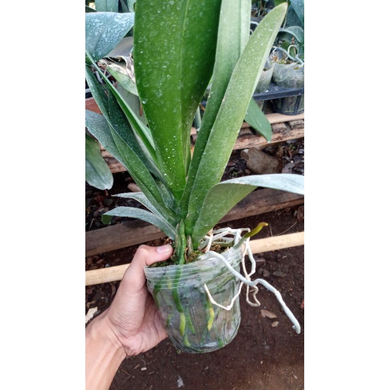 ANGGREK BULAN PASCA BUNGA ANGGREK BULAN JUMBO MURAH