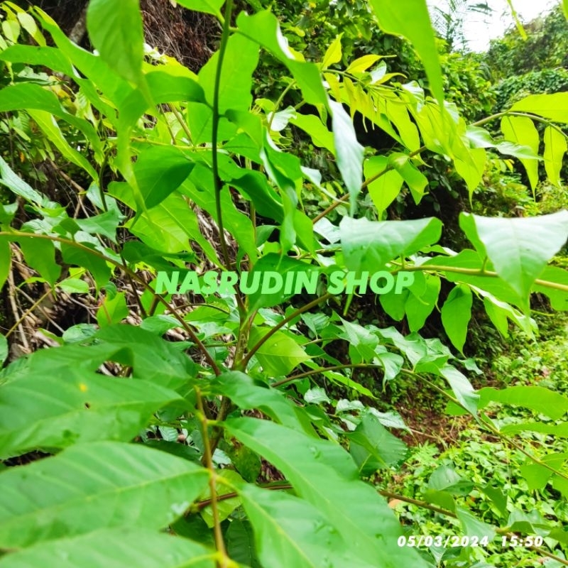 

DAUN JARANAN SEGAR LANGSUNG PETIK / DAUN KEDONGDONG LAKI / DAUN KEDONGDONG PAGAR / daun kuda kuda / kedongdong lanang