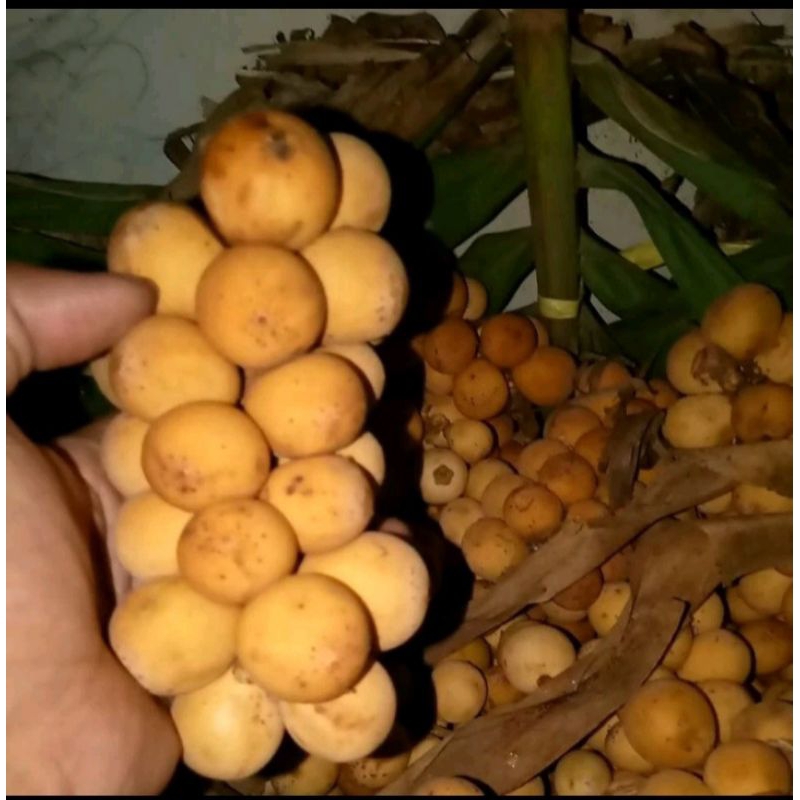 

BUAH KOKOSAN