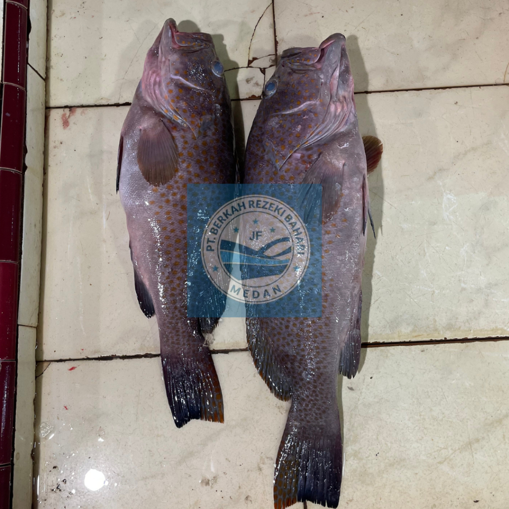 

Ikan Kerapu Gepeng Segar per kg