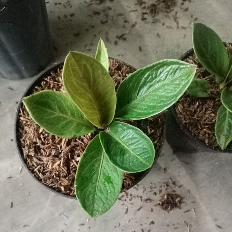 ANTHURIUM JEMANI MANGKOK TORNADO ORIGINAL