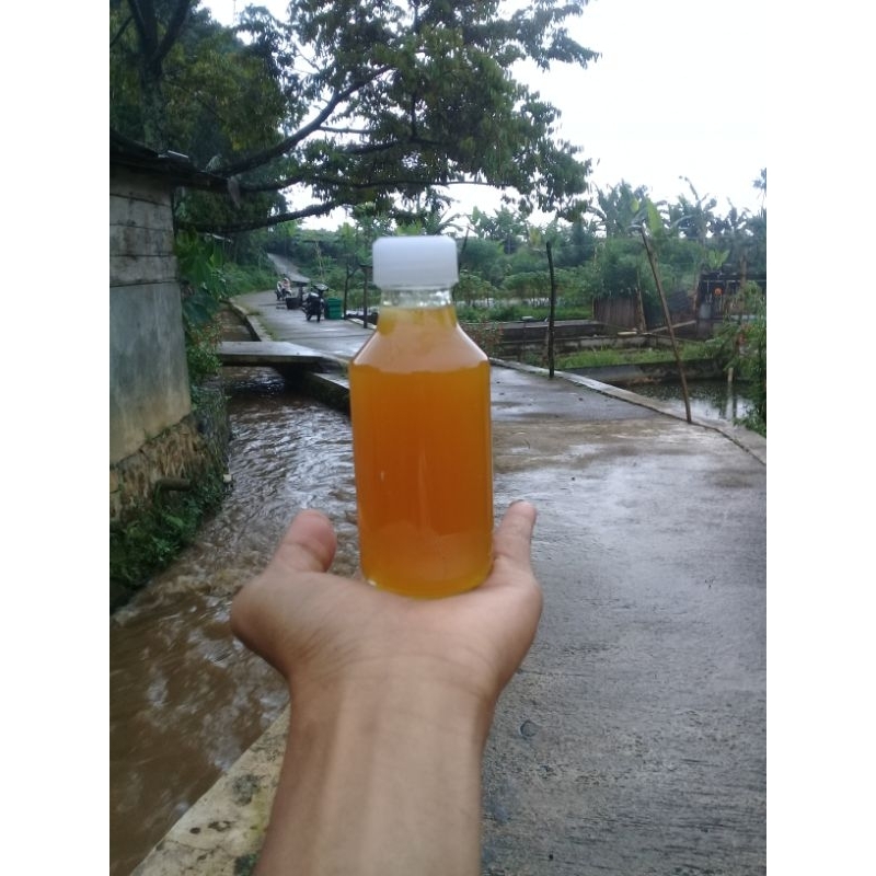 

madu lebah liar