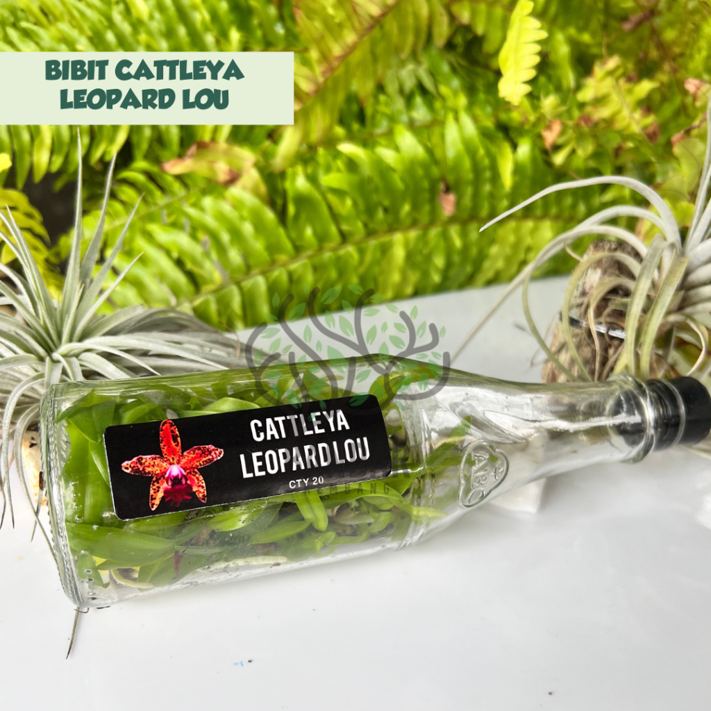 Bibit Botolan Premium Anggrek Cattleya Koleksi Leopard Lou Tanaman Bunga
