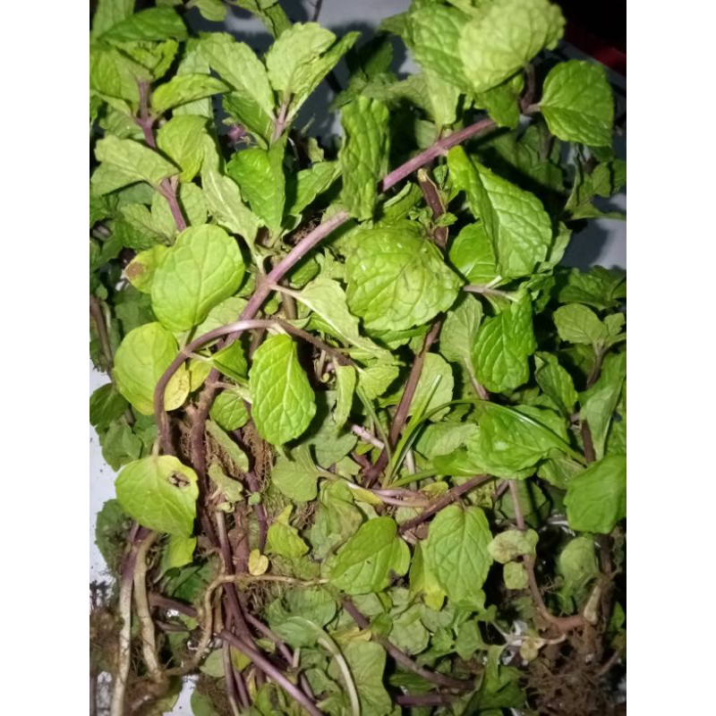 

daun min segar baru metik(250grm
