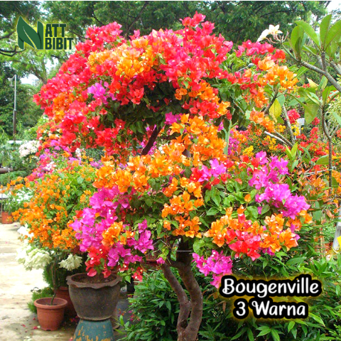 BIBIT BUNGA KERTAS BOUGENVILLE/ BOUGENVILLE 3 WARNA