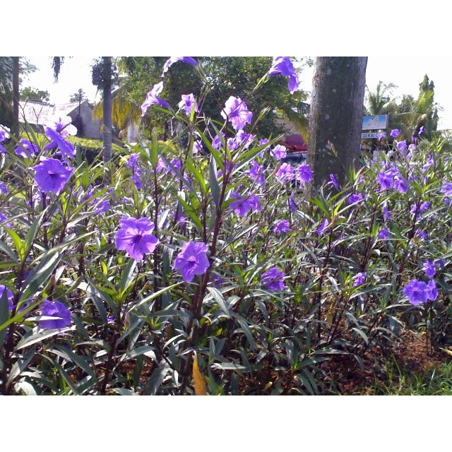 Tanaman hias Ruellia tegak - tabibosa ruellia - rawelia tegak