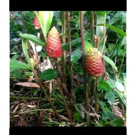

lempuyang gajah herbal 200g