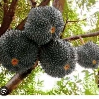 bibit durian black thorn