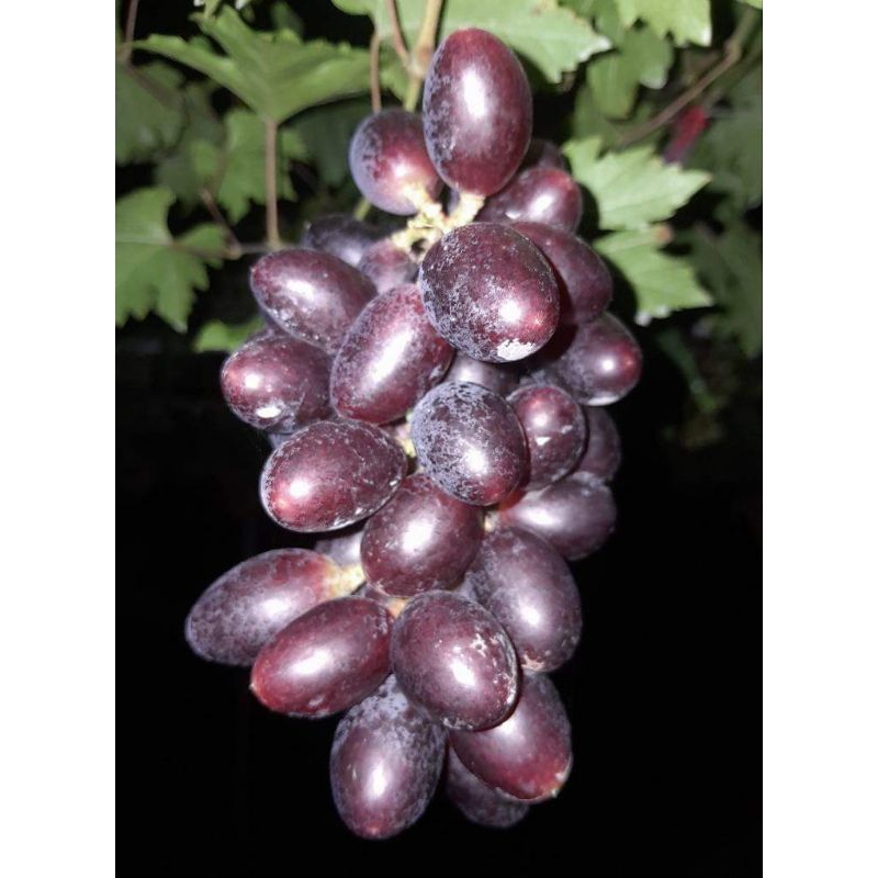 Yummy Rembo Rs IAC572