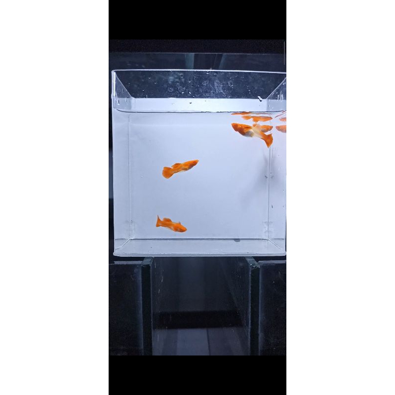 Guppy Albino Koi Red ear