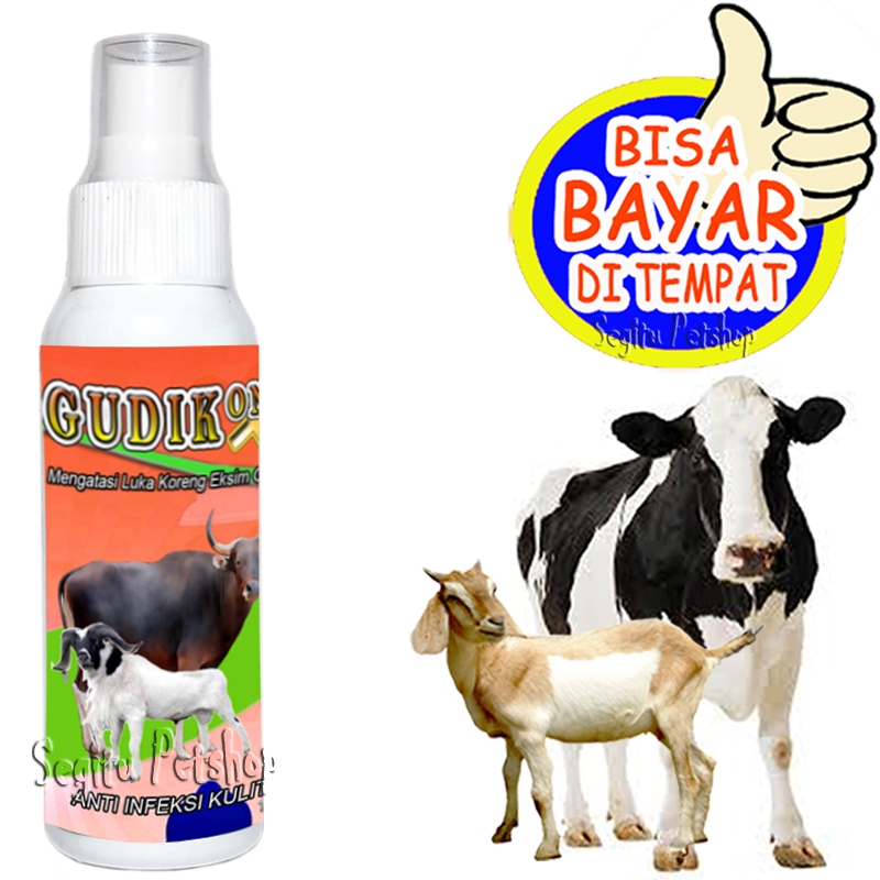 Obat Infeksi Luka Kulit Kambing Sapi Gudik Gudikons