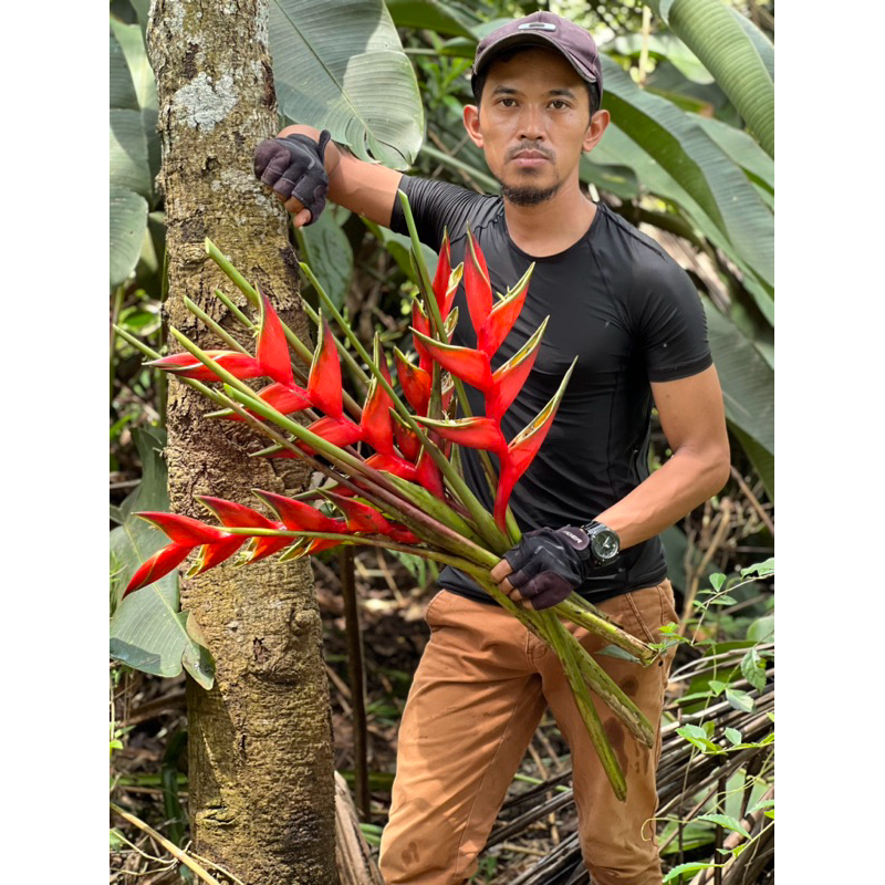 Heliconia bihai pisang pisangan merah