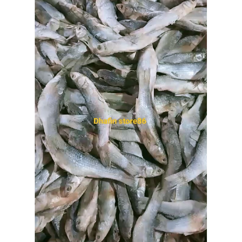 

Ikan Asin Padet / Gereh / Derjet Murah Kwalitas Bagus