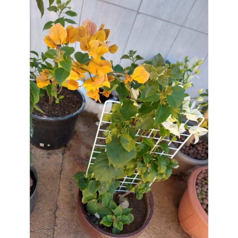 Tanaman hias bugenvil bunga kuning- bibit bugenvil - pohon bugenvil