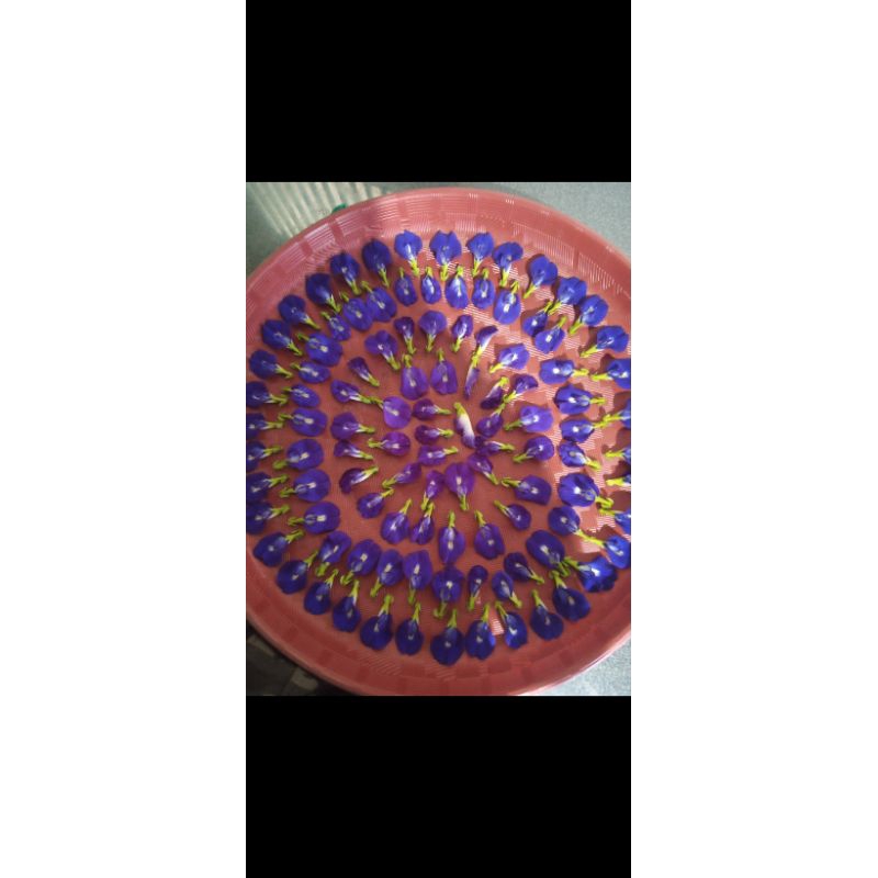 

bunga telang kering siap seduh