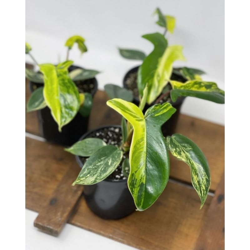 Tanaman Hias Philodendron Florida Beauty Variegata Bunga Hias Philodendron Florida Beauty Variegata 