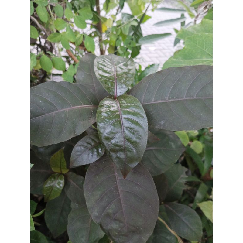 

Daun Wungu Anti Wasir/Ambeien 35 Lembar.