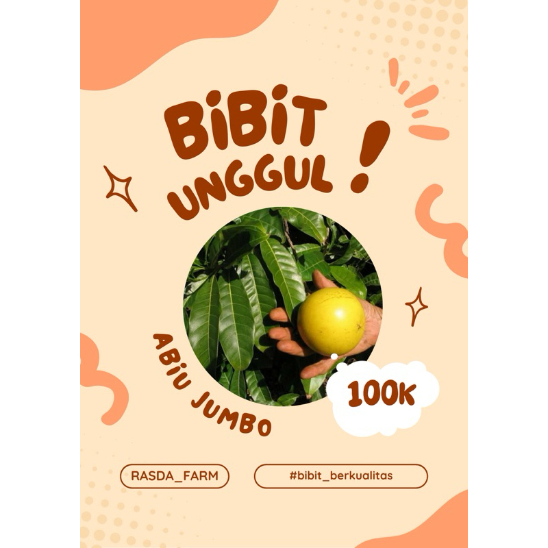 bibit tanaman abiu jumbo / sawo australia