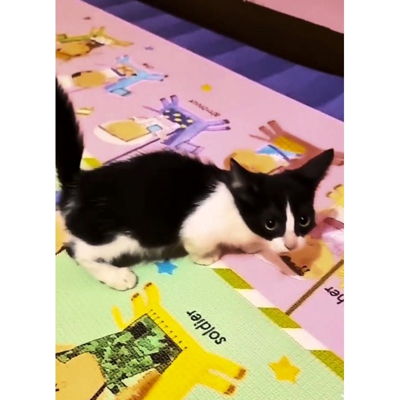 Kucing Kitten anakan munchkin