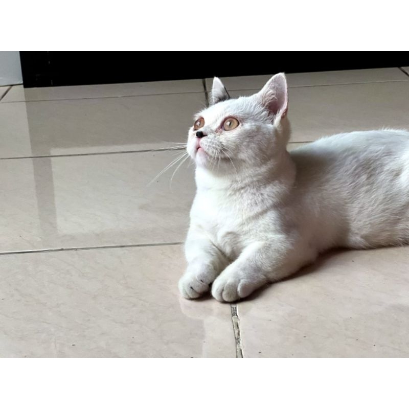 munchkin bsh anak import murmer kwalitas super