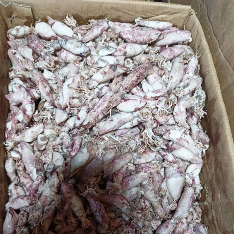 

Cumi jarum super jumbo