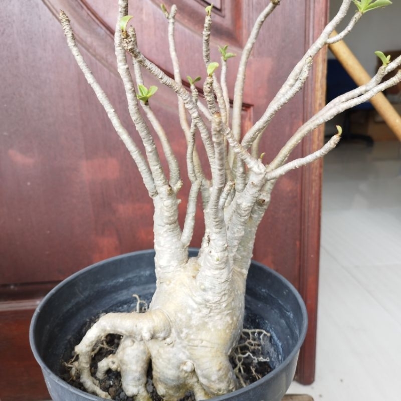 Adenium Arabicum Black RCN