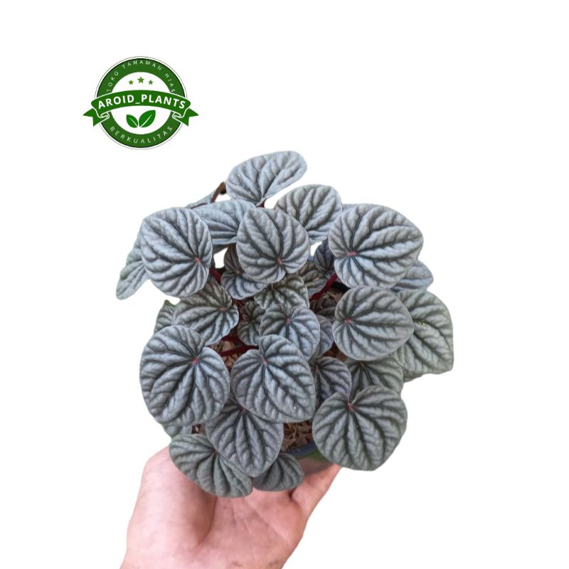 Tanaman Hias Peperomia Caperata Silver - Peperomia Caperata Silver